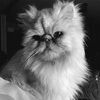 a_catscloset